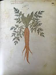 Remove all clods of earth, stones, sticks, weeds and roots so that the soil texture is fine. Carrot Wikipedia