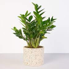 Zz Plant Zamioculcas Zamiifolia The Bouqs Co Plants Zz Plant Care Unique Plants