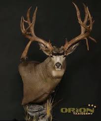 Caribou mount, nice, full velvet. Facebook