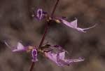 Image result for Syncolostemon linearis