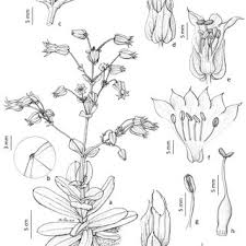Image result for Rhaphiostylis