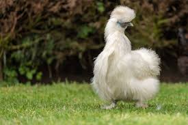They even purr when happy! Why Chickens Make Good Pets Better Homes And Gardens