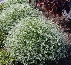 This video is brought to you in partnership with the home channel, dstv channel 176. Euphorbia Hypericifolia Inneuphe 1 Diamond Frost Plants Annual Plants