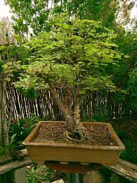 Image result for Acacia burkei