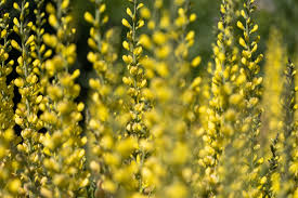 Check spelling or type a new query. Beautiful Yellow Flowers Free Nature Stock