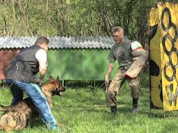 How To Train A Dog For Personal Protection Personal Protection Dog Dog Training Obedience Protection Dog Training