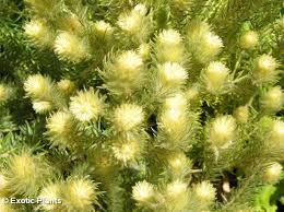 Image result for Phylica