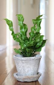 This is due to an ingredient in chocolate called macadamia nuts are a food especially toxic to dogs and cats. A Guide To The Prettiest Cat Safe Non Toxic House Plants