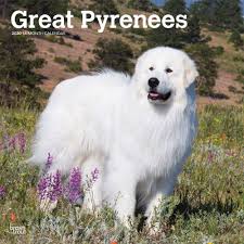 We did not find results for: Buy Great Pyrenees 2020 Square Wall Calendar Book Online At Low Prices In India Great Pyrenees 2020 Square Wall Calendar Reviews Ratings Amazon In