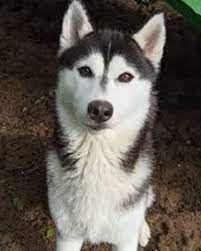 We did not find results for: Kira Gone To The Snow Dogs Wiki Fandom