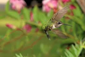 This is caused by how fast they beat their wings, which can be anywhere. How Hummingbirds Fly Birdwatching