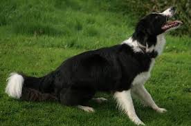 How To Calm A Border Collie Pets