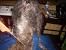 Detangle Hair Products
