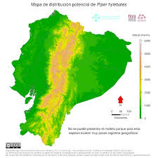 Image result for Hylebates