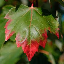 Check spelling or type a new query. Rhode Island State Tree Red Maple