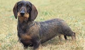 Dachshund Dog Breed Information