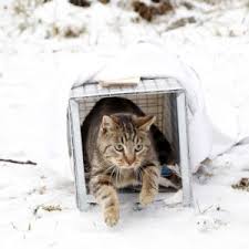 Preparation for spaying surgery begins with the examination of the animal. Tnr Scenarios Tips For Cold Weather Trap Neuter Return Tnr Alley Cat Allies