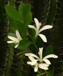 Image result for Turraea obtusifolia