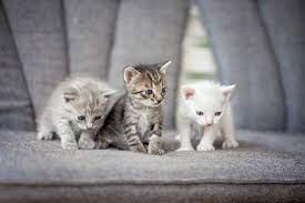 Katzen Fur Allergiker Diese Rassen Passen Trotz Allergie