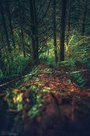 Novice At Play Somewhere Only We Know I Came Across A Fallen Tree I Felt The Branches Of It Looking At Me Is T Somewhere Only We Know Nature World Pictures