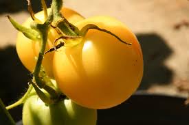 We did not find results for: Nothing Says August Like Jersey Tomatoes Gardener State