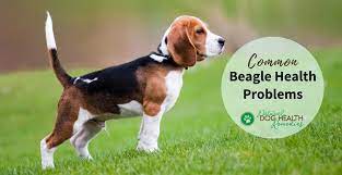 Beagle Health Problems Lifespan Of Beagle