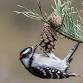 Bird Walk: Leesylvania State Park, South Prince event image