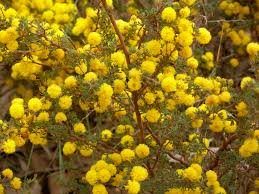 Image result for Acacia lasiopetala