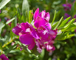 Image result for Polygala gazensis