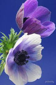 Pin On Anemone