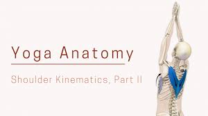 Press your hips back and skyward into downward facing dog. Dr Ray Long Stabilizing The Shoulders In Downward Dog And Upward Hands Pose Yogauonline