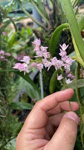 Image result for Polystachya cultriformis