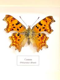 Image result for Polygonia c-album