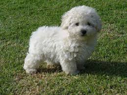 ¿qué es un perro miniatura? Poodle Miniatura Perros