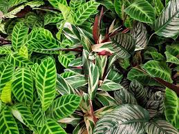 A living thing that grows in earth, in water, or on other plants, usually has a stem, leaves…. Zimmerpflanzen 8 Tipps Fur Einen Gruneren Daumen Magazin Mr Dusseldorf