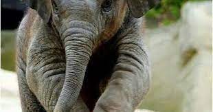 pin by 7srey on صور حيوانات cute baby elephant baby animals animals