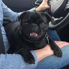 Pug In Car Drivers Seat Pug Puppies Pugs Baby Pugs