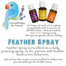 Yl Feather Spray For Soothing Dry Skin Help Curb Feather Picking Plucking Essential Oil Blends Recipes Parrot Aromatherapy