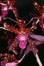 Gallery Of New Files Orchids Wiki Fandom Rare Orchids Beautiful Orchids Orchids
