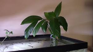 Umbrella papyrus is an excellent plant for large aquariums and ponds. Aquaponics Peace Lily In Aquarium Youtube