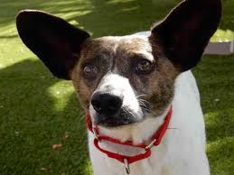 Jack Russell Terrier Black And Brown And White I Have Been At The Shelter Since Jul 05 2017 Petharbor Com Ronnie Id A047719 My Name Is Ronnie I Am A Neutered Male Animal Shelter Dogs Humane Society