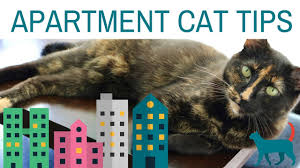 Yesterday, we highlighted the best dog breeds for apartment living. The Best Cat Breeds For Apartments And Small Houses