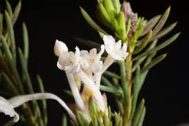 Image result for Gnidia involucrata