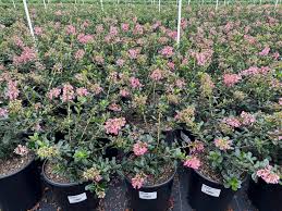 Image result for Escallonia