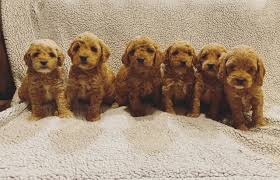 Maybe you would like to learn more about one of these? Cooper Family Cockapoos