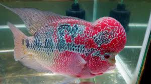 Maybe you would like to learn more about one of these? Perbedaan Jenis Louhan Cencu Dan Kamfa Untuk Pemula Binatang Peliharaan