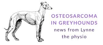 As the tumor continues to grow, the bone containing the tumor will expand. Osteosarcoma In Greyhounds Friends Of The Hound