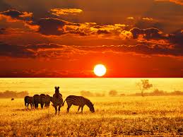 The savanna is characterized by grasses and small or dispersed trees that do not form a closed canopy, allowing sunlight to reach the ground. Sunset African Savanna Landscape Pets Lovers
