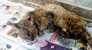 Penyakit zoonatik ini bermaksud penyakit dari haiwan yang macam tak percayakan faktor2 yang boleh membuatkan kucing dijangkiti sporo. Penyakit Kucing Sporo Apa Dia Mighty Cat Company Facebook