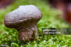 Image result for Scleroderma geaster